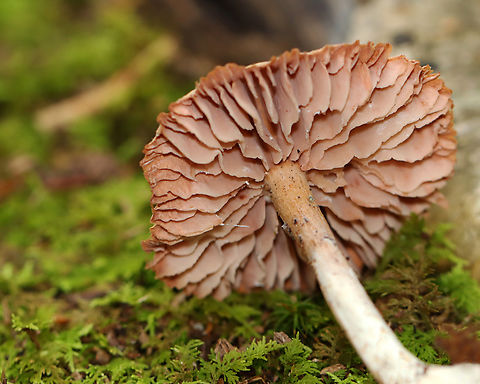 Waxy Laccaria - Laccaria laccata *Species is tentative

Habitat: Growing on the ground in a mixed forest.
https://www.jungledragon.com/image/146311/waxy_laccaria_-_laccaria_laccata.html
https://www.jungledragon.com/image/146313/pie.html
https://www.jungledragon.com/image/146312/waxy_laccaria_-_laccaria_laccata.html Fall,Geotagged,Laccaria laccata,United States,Waxy laccaria,fungus,laccaria,mushroom