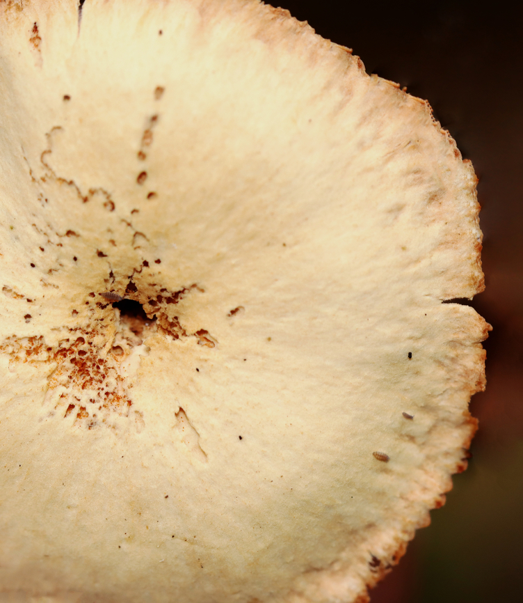 Pie? *Species is tentative<br />
<br />
Habitat: Growing on the ground in a mixed forest.<br />
<figure class="photo"><a href="https://www.jungledragon.com/image/146311/waxy_laccaria_-_laccaria_laccata.html" title="Waxy Laccaria - Laccaria laccata"><img src="https://s3.amazonaws.com/media.jungledragon.com/images/3232/146311_thumb.jpg?AWSAccessKeyId=05GMT0V3GWVNE7GGM1R2&Expires=1759968010&Signature=qFKRc3fb1QJhws8%2F9fm9ahXs8%2FQ%3D" width="200" height="156" alt="Waxy Laccaria - Laccaria laccata *Species is tentative<br />
<br />
Habitat: Growing on the ground in a mixed forest.<br />
https://www.jungledragon.com/image/146311/waxy_laccaria_-_laccaria_laccata.html<br />
https://www.jungledragon.com/image/146313/pie.html<br />
https://www.jungledragon.com/image/146312/waxy_laccaria_-_laccaria_laccata.html Fall,Geotagged,Laccaria laccata,United States,Waxy laccaria" /></a></figure><br />
<figure class="photo"><a href="https://www.jungledragon.com/image/146313/pie.html" title="Pie?"><img src="https://s3.amazonaws.com/media.jungledragon.com/images/3232/146313_thumb.jpg?AWSAccessKeyId=05GMT0V3GWVNE7GGM1R2&Expires=1759968010&Signature=hgncXnJ0ut5a945xqRZoMy3Eu8g%3D" width="132" height="152" alt="Pie? *Species is tentative<br />
<br />
Habitat: Growing on the ground in a mixed forest.<br />
https://www.jungledragon.com/image/146311/waxy_laccaria_-_laccaria_laccata.html<br />
https://www.jungledragon.com/image/146313/pie.html<br />
https://www.jungledragon.com/image/146312/waxy_laccaria_-_laccaria_laccata.html Fall,Geotagged,Laccaria laccata,United States,Waxy laccaria" /></a></figure><br />
<figure class="photo"><a href="https://www.jungledragon.com/image/146312/waxy_laccaria_-_laccaria_laccata.html" title="Waxy Laccaria - Laccaria laccata"><img src="https://s3.amazonaws.com/media.jungledragon.com/images/3232/146312_thumb.jpg?AWSAccessKeyId=05GMT0V3GWVNE7GGM1R2&Expires=1759968010&Signature=YpKPWCTridyw2NkkjxosRbxHvYY%3D" width="200" height="160" alt="Waxy Laccaria - Laccaria laccata *Species is tentative<br />
<br />
Habitat: Growing on the ground in a mixed forest.<br />
https://www.jungledragon.com/image/146311/waxy_laccaria_-_laccaria_laccata.html<br />
https://www.jungledragon.com/image/146313/pie.html<br />
https://www.jungledragon.com/image/146312/waxy_laccaria_-_laccaria_laccata.html Fall,Geotagged,Laccaria laccata,United States,Waxy laccaria,fungus,laccaria,mushroom" /></a></figure> Fall,Geotagged,Laccaria laccata,United States,Waxy laccaria