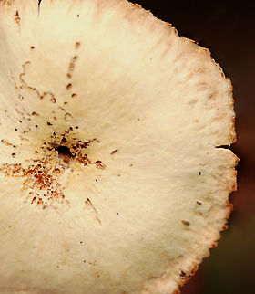 Pie? *Species is tentative

Habitat: Growing on the ground in a mixed forest.
https://www.jungledragon.com/image/146311/waxy_laccaria_-_laccaria_laccata.html
https://www.jungledragon.com/image/146313/pie.html
https://www.jungledragon.com/image/146312/waxy_laccaria_-_laccaria_laccata.html Fall,Geotagged,Laccaria laccata,United States,Waxy laccaria