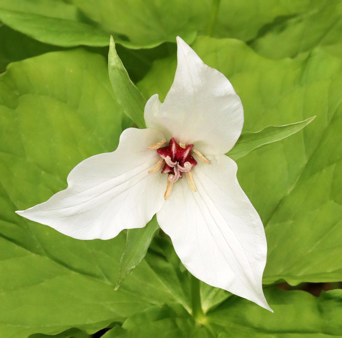 Trillium I&#039;m not sure about this one. I initially assumed it was Trillium erectum var. album, but think it might be Trillium flexipes instead. I&#039;ve never seen Trillium flexipes in this location, though. <br />
<br />
Habitat: Mixed, mesic forest Geotagged,Red trillium,Spring,Trillium erectum,United States,trillium