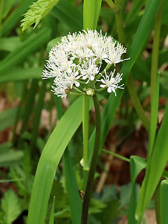 Red Baneberry - Actaea rubra *Tentative ID*

I thought it was wild leek, but they don't bloom until the leaves die back and early May would be too soon for that. So, my second thought would be Panax trifolius, but that doesn't totally match either. So, I'm settling on Actaea rubra for now. The shape of the flower head seems a bit off, but maybe that is just due to the angle.

Habitat: Mixed, mesic forest Actaea,Actaea rubra,Geotagged,Red Baneberry,Spring,United States,baneberry