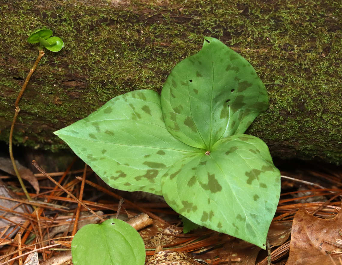 Mystery Trillium This is some sort of non-native, rare Trillium. I&#039;m going to go back to this spot in May to get a shot of it in bloom so it can be IDed. Possible IDs are Trillium discolor or Trillium ovatum, neither of which should be growing anywhere near upstate NY.<br />
<br />
<br />
Habitat: Growing near the edge of a swamp with lots of pine and some hardwood.  Geotagged,Spring,United States,trillium