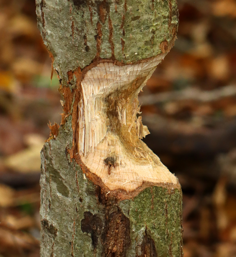 Almost there! A beaver had done a good job on this tree. Just a little bit more to go.<br />
<br />
Habitat: Mixed forest Fall,Geotagged,United States,beaver,signs of wildlife