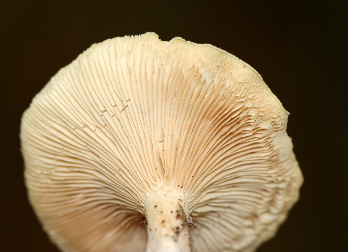 Common Funnel - Infundibulicybe gibba Habitat: Growing on the ground; deciduous forest<br />
<figure class="photo"><a href="https://www.jungledragon.com/image/146397/common_funnel_-_infundibulicybe_gibba.html" title="Common Funnel - Infundibulicybe gibba"><img src="https://s3.amazonaws.com/media.jungledragon.com/images/3232/146397_thumb.jpg?AWSAccessKeyId=05GMT0V3GWVNE7GGM1R2&Expires=1767225610&Signature=fMpueiRPGhZC9exLoUDf3Wg5iSI%3D" width="200" height="154" alt="Common Funnel - Infundibulicybe gibba Habitat: Growing on the ground; deciduous forest<br />
https://www.jungledragon.com/image/146396/common_funnel_-_infundibulicybe_gibba.html Common Funnel,Fall,Geotagged,Infundibulicybe gibba,United States" /></a></figure> Common Funnel,Fall,Geotagged,Infundibulicybe,Infundibulicybe gibba,United States,fungus,mushroom