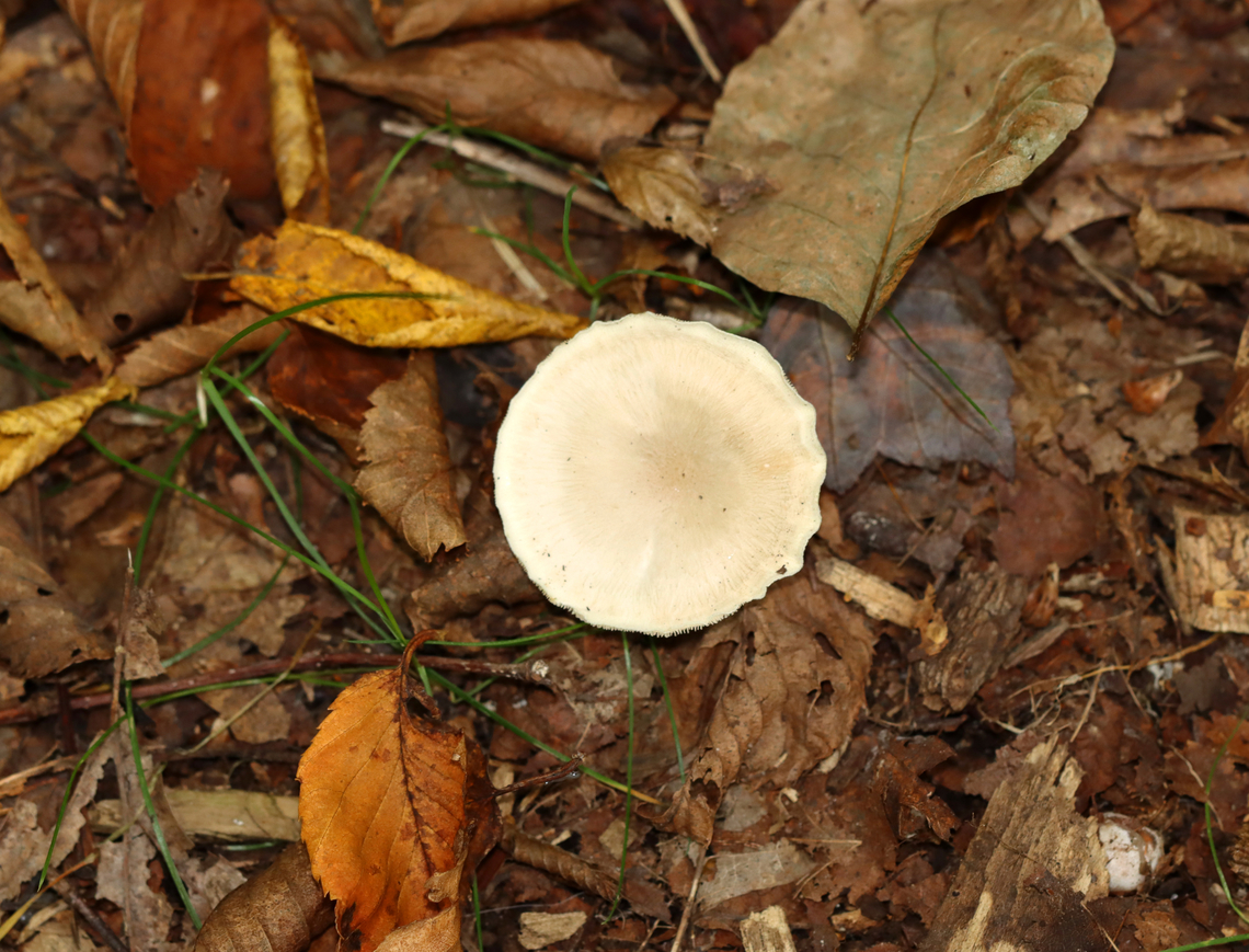 Common Funnel - Infundibulicybe gibba Habitat: Growing on the ground; deciduous forest<br />
<figure class="photo"><a href="https://www.jungledragon.com/image/146396/common_funnel_-_infundibulicybe_gibba.html" title="Common Funnel - Infundibulicybe gibba"><img src="https://s3.amazonaws.com/media.jungledragon.com/images/3232/146396_thumb.jpg?AWSAccessKeyId=05GMT0V3GWVNE7GGM1R2&Expires=1767225610&Signature=DMtI%2Fovk29oTof%2FWXVzTRMQqgZc%3D" width="200" height="146" alt="Common Funnel - Infundibulicybe gibba Habitat: Growing on the ground; deciduous forest<br />
https://www.jungledragon.com/image/146397/common_funnel_-_infundibulicybe_gibba.html Common Funnel,Fall,Geotagged,Infundibulicybe,Infundibulicybe gibba,United States,fungus,mushroom" /></a></figure> Common Funnel,Fall,Geotagged,Infundibulicybe gibba,United States