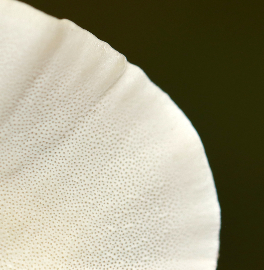 Trametes ochracea or Trametes versicolor I can&#039;t decide between the two. The caps were fuzzy, like Trametes ochracea; but, I can&#039;t remember if they were thin/thick, flexible/rigid.<br />
<br />
Habitat: Growing on hardwood<br />
<figure class="photo"><a href="https://www.jungledragon.com/image/146399/trametes_ochracea_or_trametes_versicolor.html" title="Trametes ochracea or Trametes versicolor"><img src="https://s3.amazonaws.com/media.jungledragon.com/images/3232/146399_thumb.jpg?AWSAccessKeyId=05GMT0V3GWVNE7GGM1R2&Expires=1765411210&Signature=DY4oRkptx%2FAdceKQ7FMdAqQdNmY%3D" width="200" height="146" alt="Trametes ochracea or Trametes versicolor I can&#039;t decide between the two. The caps were fuzzy, like Trametes ochracea; but, I can&#039;t remember if they were thin/thick, flexible/rigid.<br />
<br />
Habitat: Growing on hardwood<br />
https://www.jungledragon.com/image/146398/trametes_ochracea_or_trametes_versicolor.html Fall,Geotagged,United States,fungus,polypore,shelf fungus,trametes" /></a></figure> Fall,Geotagged,United States