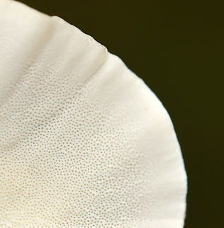 Trametes ochracea or Trametes versicolor I can't decide between the two. The caps were fuzzy, like Trametes ochracea; but, I can't remember if they were thin/thick, flexible/rigid.

Habitat: Growing on hardwood
https://www.jungledragon.com/image/146399/trametes_ochracea_or_trametes_versicolor.html Fall,Geotagged,United States