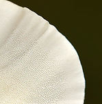 Trametes ochracea or Trametes versicolor I can't decide between the two. The caps were fuzzy, like Trametes ochracea; but, I can't remember if they were thin/thick, flexible/rigid.<br />
<br />
Habitat: Growing on hardwood<br />
https://www.jungledragon.com/image/146399/trametes_ochracea_or_trametes_versicolor.html Fall,Geotagged,United States