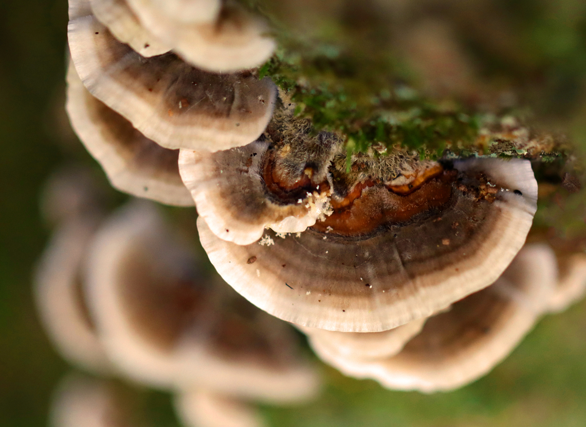 Trametes ochracea or Trametes versicolor I can&#039;t decide between the two. The caps were fuzzy, like Trametes ochracea; but, I can&#039;t remember if they were thin/thick, flexible/rigid.<br />
<br />
Habitat: Growing on hardwood<br />
<figure class="photo"><a href="https://www.jungledragon.com/image/146398/trametes_ochracea_or_trametes_versicolor.html" title="Trametes ochracea or Trametes versicolor"><img src="https://s3.amazonaws.com/media.jungledragon.com/images/3232/146398_thumb.jpg?AWSAccessKeyId=05GMT0V3GWVNE7GGM1R2&Expires=1759968010&Signature=TLFVKEK%2FznNBY7edQu0llJsCPQg%3D" width="150" height="152" alt="Trametes ochracea or Trametes versicolor I can&#039;t decide between the two. The caps were fuzzy, like Trametes ochracea; but, I can&#039;t remember if they were thin/thick, flexible/rigid.<br />
<br />
Habitat: Growing on hardwood<br />
https://www.jungledragon.com/image/146399/trametes_ochracea_or_trametes_versicolor.html Fall,Geotagged,United States" /></a></figure> Fall,Geotagged,United States,fungus,polypore,shelf fungus,trametes