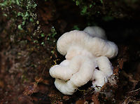 Shrimp of the Woods (Aborted Entoloma) - Entoloma abortivum A truly weird fungal conglomeration. It oozed a bit of brown goo when handled.<br />
<br />
The aborted form of this species looks like an irregular blob that is whitish brown outside with white and pink areas inside. For years, it was thought that the aborted forms of Entoloma developed in response to being parasitized by Armillaria species. But, research indicates that the relationship is the other way around: Entoloma is the parasite and the aborted structures are actually Armillaria. <br />
<br />
Habitat: It was growing all around the base of a tree with Armillaria mellea growing nearby. Mixed forest<br />
https://www.jungledragon.com/image/146401/shrimp_of_the_woods_aborted_entoloma_-_entoloma_abortivum.html Aborted entoloma,Entoloma,Entoloma abortivum,Fall,Geotagged,United States,armillaria,armillaria mellea,fungus,mushroom,shrimp of the woods