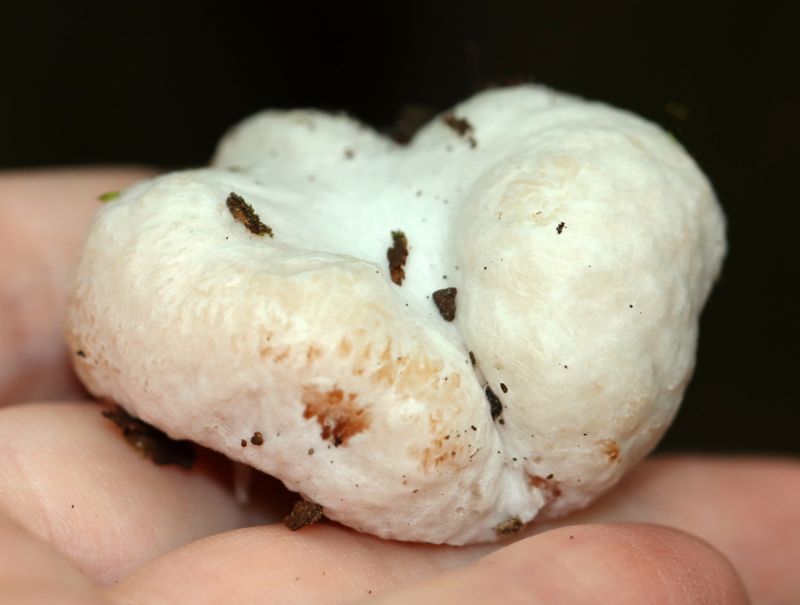 Shrimp of the Woods (Aborted Entoloma) - Entoloma abortivum A truly weird fungal conglomeration. It oozed a bit of brown goo when handled.<br />
<br />
The aborted form of this species looks like an irregular blob that is whitish brown outside with white and pink areas inside. For years, it was thought that the aborted forms of Entoloma developed in response to being parasitized by Armillaria species. But, research indicates that the relationship is the other way around: Entoloma is the parasite and the aborted structures are actually Armillaria.<br />
<br />
Habitat: It was growing all around the base of a tree with Armillaria mellea growing nearby. Mixed forest<br />
<figure class="photo"><a href="https://www.jungledragon.com/image/146400/shrimp_of_the_woods_aborted_entoloma_-_entoloma_abortivum.html" title="Shrimp of the Woods (Aborted Entoloma) - Entoloma abortivum"><img src="https://s3.amazonaws.com/media.jungledragon.com/images/3232/146400_thumb.jpg?AWSAccessKeyId=05GMT0V3GWVNE7GGM1R2&Expires=1767225610&Signature=aV5vM7sb1HBeKvJV2S9xO3kz3FE%3D" width="200" height="150" alt="Shrimp of the Woods (Aborted Entoloma) - Entoloma abortivum A truly weird fungal conglomeration. It oozed a bit of brown goo when handled.<br />
<br />
The aborted form of this species looks like an irregular blob that is whitish brown outside with white and pink areas inside. For years, it was thought that the aborted forms of Entoloma developed in response to being parasitized by Armillaria species. But, research indicates that the relationship is the other way around: Entoloma is the parasite and the aborted structures are actually Armillaria. <br />
<br />
Habitat: It was growing all around the base of a tree with Armillaria mellea growing nearby. Mixed forest<br />
https://www.jungledragon.com/image/146401/shrimp_of_the_woods_aborted_entoloma_-_entoloma_abortivum.html Aborted entoloma,Entoloma,Entoloma abortivum,Fall,Geotagged,United States,armillaria,armillaria mellea,fungus,mushroom,shrimp of the woods" /></a></figure> Aborted entoloma,Entoloma abortivum,Fall,Geotagged,United States