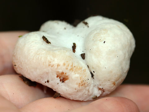 Shrimp of the Woods (Aborted Entoloma) - Entoloma abortivum A truly weird fungal conglomeration. It oozed a bit of brown goo when handled.

The aborted form of this species looks like an irregular blob that is whitish brown outside with white and pink areas inside. For years, it was thought that the aborted forms of Entoloma developed in response to being parasitized by Armillaria species. But, research indicates that the relationship is the other way around: Entoloma is the parasite and the aborted structures are actually Armillaria.

Habitat: It was growing all around the base of a tree with Armillaria mellea growing nearby. Mixed forest
https://www.jungledragon.com/image/146400/shrimp_of_the_woods_aborted_entoloma_-_entoloma_abortivum.html Aborted entoloma,Entoloma abortivum,Fall,Geotagged,United States