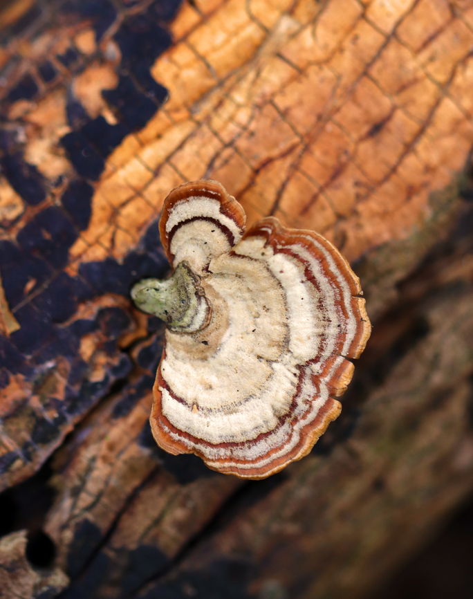 Stereum lobatum Habitat: Growing on rotting wood; mixed forest Fall,Geotagged,Stereum lobatum,United States,fungus,stereum