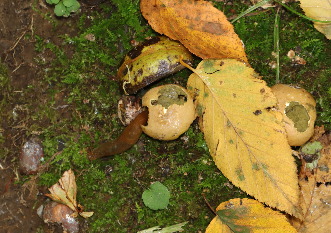 Dusky Arion Slug - Arion subfuscus Feasting on puffballs,<br />
<br />
Habitat: Mixed forest Arion fuscus,Dusky Arion,Fall,Geotagged,United States