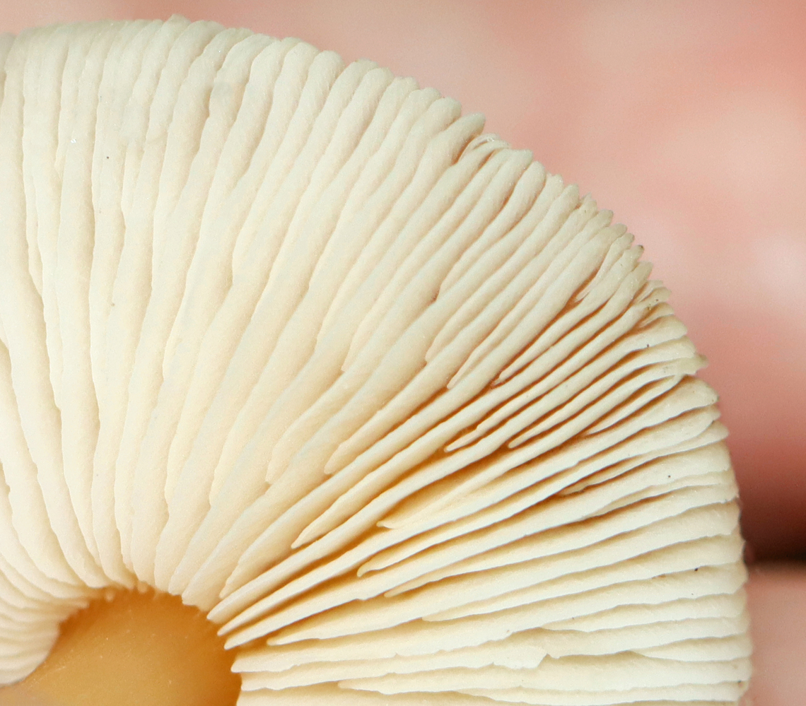 Oak-loving Gymnopus - Gymnopus dryophilus Habitat: Growing on the ground; deciduous forest<br />
<figure class="photo"><a href="https://www.jungledragon.com/image/146476/oak-loving_gymnopus_-_gymnopus_dryophilus.html" title="Oak-loving Gymnopus - Gymnopus dryophilus"><img src="https://s3.amazonaws.com/media.jungledragon.com/images/3232/146476_thumb.jpg?AWSAccessKeyId=05GMT0V3GWVNE7GGM1R2&Expires=1767225610&Signature=NVKYOpPDtzjsYbgSXrPRJLsrmLo%3D" width="200" height="176" alt="Oak-loving Gymnopus - Gymnopus dryophilus Habitat: Growing on the ground; deciduous forest<br />
https://www.jungledragon.com/image/146476/oak-loving_gymnopus_-_gymnopus_dryophilus.html<br />
https://www.jungledragon.com/image/146477/oak-loving_gymnopus_-_gymnopus_dryophilus.html<br />
https://www.jungledragon.com/image/146478/oak-loving_gymnopus_-_gymnopus_dryophilus.html Fall,Geotagged,Gymnopus dryophilus,Oak-loving Gymnopus,United States" /></a></figure><br />
<figure class="photo"><a href="https://www.jungledragon.com/image/146477/oak-loving_gymnopus_-_gymnopus_dryophilus.html" title="Oak-loving Gymnopus - Gymnopus dryophilus"><img src="https://s3.amazonaws.com/media.jungledragon.com/images/3232/146477_thumb.jpg?AWSAccessKeyId=05GMT0V3GWVNE7GGM1R2&Expires=1767225610&Signature=LwFKR5IyMEuN5buNevwkaOZVj8Y%3D" width="124" height="152" alt="Oak-loving Gymnopus - Gymnopus dryophilus Habitat: Growing on the ground; deciduous forest<br />
https://www.jungledragon.com/image/146476/oak-loving_gymnopus_-_gymnopus_dryophilus.html<br />
https://www.jungledragon.com/image/146477/oak-loving_gymnopus_-_gymnopus_dryophilus.html<br />
https://www.jungledragon.com/image/146478/oak-loving_gymnopus_-_gymnopus_dryophilus.html Fall,Geotagged,Gymnopus dryophilus,Oak-loving Gymnopus,United States,fungus,gymnopus,mushroom" /></a></figure><br />
<figure class="photo"><a href="https://www.jungledragon.com/image/146478/oak-loving_gymnopus_-_gymnopus_dryophilus.html" title="Oak-loving Gymnopus - Gymnopus dryophilus"><img src="https://s3.amazonaws.com/media.jungledragon.com/images/3232/146478_thumb.jpg?AWSAccessKeyId=05GMT0V3GWVNE7GGM1R2&Expires=1767225610&Signature=%2B2WWW1qXYGw66WecEjs7G8VGMHY%3D" width="200" height="152" alt="Oak-loving Gymnopus - Gymnopus dryophilus Habitat: Growing on the ground; deciduous forest<br />
https://www.jungledragon.com/image/146476/oak-loving_gymnopus_-_gymnopus_dryophilus.html<br />
https://www.jungledragon.com/image/146477/oak-loving_gymnopus_-_gymnopus_dryophilus.html<br />
https://www.jungledragon.com/image/146478/oak-loving_gymnopus_-_gymnopus_dryophilus.html Fall,Geotagged,Gymnopus dryophilus,Oak-loving Gymnopus,United States" /></a></figure> Fall,Geotagged,Gymnopus dryophilus,Oak-loving Gymnopus,United States