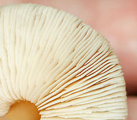 Oak-loving Gymnopus - Gymnopus dryophilus Habitat: Growing on the ground; deciduous forest<br />
https://www.jungledragon.com/image/146476/oak-loving_gymnopus_-_gymnopus_dryophilus.html<br />
https://www.jungledragon.com/image/146477/oak-loving_gymnopus_-_gymnopus_dryophilus.html<br />
https://www.jungledragon.com/image/146478/oak-loving_gymnopus_-_gymnopus_dryophilus.html Fall,Geotagged,Gymnopus dryophilus,Oak-loving Gymnopus,United States