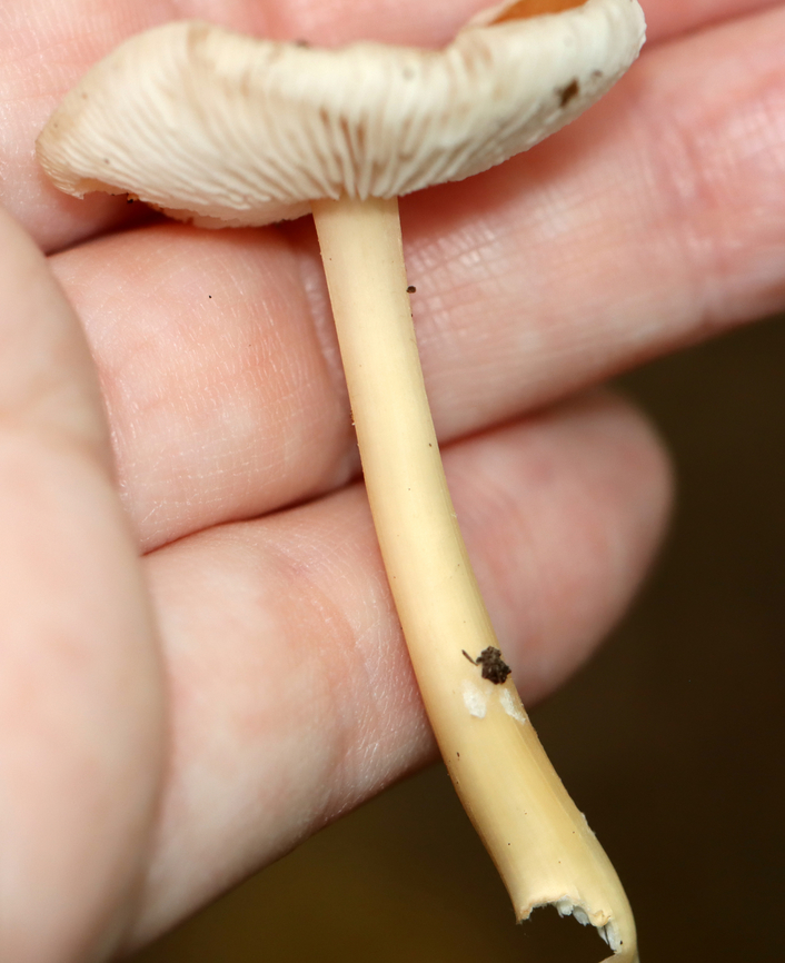 Oak-loving Gymnopus - Gymnopus dryophilus Habitat: Growing on the ground; deciduous forest<br />
<figure class="photo"><a href="https://www.jungledragon.com/image/146476/oak-loving_gymnopus_-_gymnopus_dryophilus.html" title="Oak-loving Gymnopus - Gymnopus dryophilus"><img src="https://s3.amazonaws.com/media.jungledragon.com/images/3232/146476_thumb.jpg?AWSAccessKeyId=05GMT0V3GWVNE7GGM1R2&Expires=1767225610&Signature=NVKYOpPDtzjsYbgSXrPRJLsrmLo%3D" width="200" height="176" alt="Oak-loving Gymnopus - Gymnopus dryophilus Habitat: Growing on the ground; deciduous forest<br />
https://www.jungledragon.com/image/146476/oak-loving_gymnopus_-_gymnopus_dryophilus.html<br />
https://www.jungledragon.com/image/146477/oak-loving_gymnopus_-_gymnopus_dryophilus.html<br />
https://www.jungledragon.com/image/146478/oak-loving_gymnopus_-_gymnopus_dryophilus.html Fall,Geotagged,Gymnopus dryophilus,Oak-loving Gymnopus,United States" /></a></figure><br />
<figure class="photo"><a href="https://www.jungledragon.com/image/146477/oak-loving_gymnopus_-_gymnopus_dryophilus.html" title="Oak-loving Gymnopus - Gymnopus dryophilus"><img src="https://s3.amazonaws.com/media.jungledragon.com/images/3232/146477_thumb.jpg?AWSAccessKeyId=05GMT0V3GWVNE7GGM1R2&Expires=1767225610&Signature=LwFKR5IyMEuN5buNevwkaOZVj8Y%3D" width="124" height="152" alt="Oak-loving Gymnopus - Gymnopus dryophilus Habitat: Growing on the ground; deciduous forest<br />
https://www.jungledragon.com/image/146476/oak-loving_gymnopus_-_gymnopus_dryophilus.html<br />
https://www.jungledragon.com/image/146477/oak-loving_gymnopus_-_gymnopus_dryophilus.html<br />
https://www.jungledragon.com/image/146478/oak-loving_gymnopus_-_gymnopus_dryophilus.html Fall,Geotagged,Gymnopus dryophilus,Oak-loving Gymnopus,United States,fungus,gymnopus,mushroom" /></a></figure><br />
<figure class="photo"><a href="https://www.jungledragon.com/image/146478/oak-loving_gymnopus_-_gymnopus_dryophilus.html" title="Oak-loving Gymnopus - Gymnopus dryophilus"><img src="https://s3.amazonaws.com/media.jungledragon.com/images/3232/146478_thumb.jpg?AWSAccessKeyId=05GMT0V3GWVNE7GGM1R2&Expires=1767225610&Signature=%2B2WWW1qXYGw66WecEjs7G8VGMHY%3D" width="200" height="152" alt="Oak-loving Gymnopus - Gymnopus dryophilus Habitat: Growing on the ground; deciduous forest<br />
https://www.jungledragon.com/image/146476/oak-loving_gymnopus_-_gymnopus_dryophilus.html<br />
https://www.jungledragon.com/image/146477/oak-loving_gymnopus_-_gymnopus_dryophilus.html<br />
https://www.jungledragon.com/image/146478/oak-loving_gymnopus_-_gymnopus_dryophilus.html Fall,Geotagged,Gymnopus dryophilus,Oak-loving Gymnopus,United States" /></a></figure> Fall,Geotagged,Gymnopus dryophilus,Oak-loving Gymnopus,United States,fungus,gymnopus,mushroom