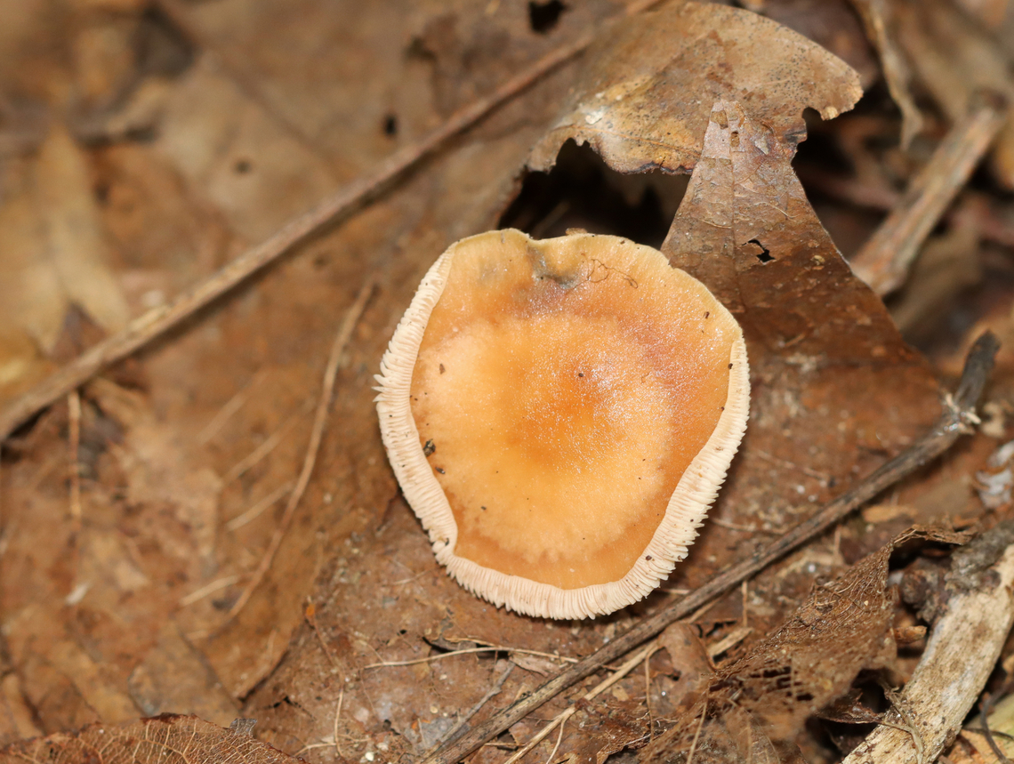 Oak-loving Gymnopus - Gymnopus dryophilus Habitat: Growing on the ground; deciduous forest<br />
<figure class="photo"><a href="https://www.jungledragon.com/image/146476/oak-loving_gymnopus_-_gymnopus_dryophilus.html" title="Oak-loving Gymnopus - Gymnopus dryophilus"><img src="https://s3.amazonaws.com/media.jungledragon.com/images/3232/146476_thumb.jpg?AWSAccessKeyId=05GMT0V3GWVNE7GGM1R2&Expires=1759968010&Signature=0NYkZtI32IdXpDtQbesUu1HDLTk%3D" width="200" height="176" alt="Oak-loving Gymnopus - Gymnopus dryophilus Habitat: Growing on the ground; deciduous forest<br />
https://www.jungledragon.com/image/146476/oak-loving_gymnopus_-_gymnopus_dryophilus.html<br />
https://www.jungledragon.com/image/146477/oak-loving_gymnopus_-_gymnopus_dryophilus.html<br />
https://www.jungledragon.com/image/146478/oak-loving_gymnopus_-_gymnopus_dryophilus.html Fall,Geotagged,Gymnopus dryophilus,Oak-loving Gymnopus,United States" /></a></figure><br />
<figure class="photo"><a href="https://www.jungledragon.com/image/146477/oak-loving_gymnopus_-_gymnopus_dryophilus.html" title="Oak-loving Gymnopus - Gymnopus dryophilus"><img src="https://s3.amazonaws.com/media.jungledragon.com/images/3232/146477_thumb.jpg?AWSAccessKeyId=05GMT0V3GWVNE7GGM1R2&Expires=1759968010&Signature=08nx%2FA1oThulv%2F4d9t3GqsaVsLs%3D" width="124" height="152" alt="Oak-loving Gymnopus - Gymnopus dryophilus Habitat: Growing on the ground; deciduous forest<br />
https://www.jungledragon.com/image/146476/oak-loving_gymnopus_-_gymnopus_dryophilus.html<br />
https://www.jungledragon.com/image/146477/oak-loving_gymnopus_-_gymnopus_dryophilus.html<br />
https://www.jungledragon.com/image/146478/oak-loving_gymnopus_-_gymnopus_dryophilus.html Fall,Geotagged,Gymnopus dryophilus,Oak-loving Gymnopus,United States,fungus,gymnopus,mushroom" /></a></figure><br />
<figure class="photo"><a href="https://www.jungledragon.com/image/146478/oak-loving_gymnopus_-_gymnopus_dryophilus.html" title="Oak-loving Gymnopus - Gymnopus dryophilus"><img src="https://s3.amazonaws.com/media.jungledragon.com/images/3232/146478_thumb.jpg?AWSAccessKeyId=05GMT0V3GWVNE7GGM1R2&Expires=1759968010&Signature=eySa79bJfbEdSAp58q4KbQCzFv4%3D" width="200" height="152" alt="Oak-loving Gymnopus - Gymnopus dryophilus Habitat: Growing on the ground; deciduous forest<br />
https://www.jungledragon.com/image/146476/oak-loving_gymnopus_-_gymnopus_dryophilus.html<br />
https://www.jungledragon.com/image/146477/oak-loving_gymnopus_-_gymnopus_dryophilus.html<br />
https://www.jungledragon.com/image/146478/oak-loving_gymnopus_-_gymnopus_dryophilus.html Fall,Geotagged,Gymnopus dryophilus,Oak-loving Gymnopus,United States" /></a></figure> Fall,Geotagged,Gymnopus dryophilus,Oak-loving Gymnopus,United States