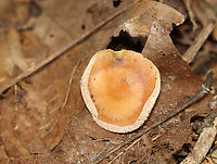 Oak-loving Gymnopus - Gymnopus dryophilus Habitat: Growing on the ground; deciduous forest<br />
https://www.jungledragon.com/image/146476/oak-loving_gymnopus_-_gymnopus_dryophilus.html<br />
https://www.jungledragon.com/image/146477/oak-loving_gymnopus_-_gymnopus_dryophilus.html<br />
https://www.jungledragon.com/image/146478/oak-loving_gymnopus_-_gymnopus_dryophilus.html Fall,Geotagged,Gymnopus dryophilus,Oak-loving Gymnopus,United States