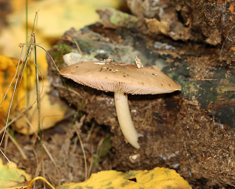Deer Mushroom - Pluteus cervinus Cap: Pale tan with a slightly darker center; flat with low umbo
Gills: Whitish; crowded; covered in pinkish spores
Stipe: Whitish tan; fibrillose
Habitat: Growing out of a rotting log in a deciduous forest
https://www.jungledragon.com/image/146519/deer_mushroom_-_pluteus_cervinus.html Deer shield,Fall,Geotagged,Pluteus cervinus,United States
