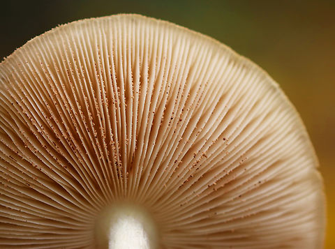 Deer Mushroom - Pluteus cervinus Cap: Pale tan with a slightly darker center; flat with low umbo
Gills: Whitish; crowded; covered in pinkish spores
Stipe: Whitish tan; fibrillose
Habitat: Growing out of a rotting log in a deciduous forest
https://www.jungledragon.com/image/146518/deer_mushroom_-_pluteus_cervinus.html Deer shield,Fall,Geotagged,Pluteus cervinus,United States,deer mushroom,fawn mushroom,fungus,mushroom,pluteus