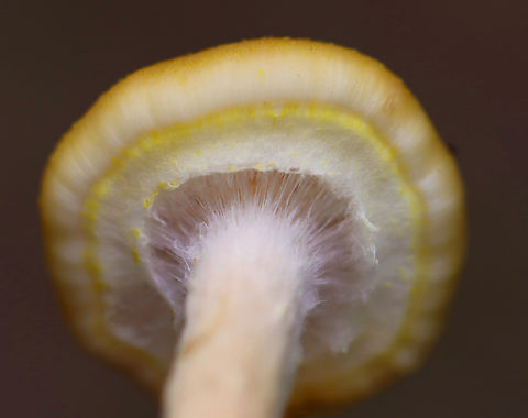 Honey Mushrooms - Armillaria mellea Habitat: Growing on the ground; deciduous forest
https://www.jungledragon.com/image/146531/honey_mushrooms_-_armillaria_mellea.html
https://www.jungledragon.com/image/146533/honey_mushrooms_-_armillaria_mellea.html
https://www.jungledragon.com/image/146532/honey_mushrooms_-_armillaria_mellea.html Armillaria mellea,Fall,Geotagged,Honey fungus,United States