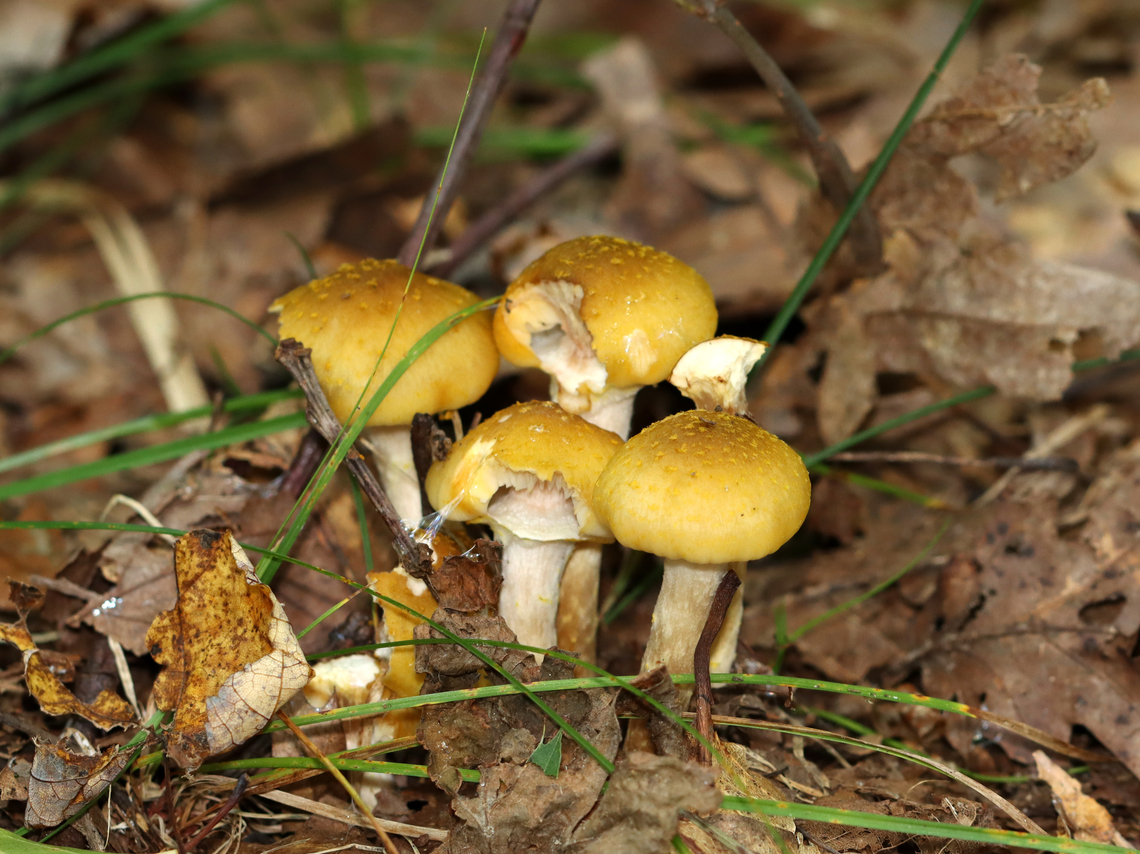 Honey Mushrooms - Armillaria mellea Habitat: Growing on the ground; deciduous forest<br />
<figure class="photo"><a href="https://www.jungledragon.com/image/146531/honey_mushrooms_-_armillaria_mellea.html" title="Honey Mushrooms - Armillaria mellea"><img src="https://s3.amazonaws.com/media.jungledragon.com/images/3232/146531_thumb.jpg?AWSAccessKeyId=05GMT0V3GWVNE7GGM1R2&Expires=1759968010&Signature=LV6Fx3LgUWQCRIrjZKV%2BQIjDbcs%3D" width="200" height="160" alt="Honey Mushrooms - Armillaria mellea Habitat: Growing on the ground; deciduous forest<br />
https://www.jungledragon.com/image/146531/honey_mushrooms_-_armillaria_mellea.html<br />
https://www.jungledragon.com/image/146533/honey_mushrooms_-_armillaria_mellea.html<br />
https://www.jungledragon.com/image/146532/honey_mushrooms_-_armillaria_mellea.html Armillaria mellea,Fall,Geotagged,Honey fungus,United States" /></a></figure><br />
<figure class="photo"><a href="https://www.jungledragon.com/image/146533/honey_mushrooms_-_armillaria_mellea.html" title="Honey Mushrooms - Armillaria mellea"><img src="https://s3.amazonaws.com/media.jungledragon.com/images/3232/146533_thumb.jpg?AWSAccessKeyId=05GMT0V3GWVNE7GGM1R2&Expires=1759968010&Signature=%2Fpl7dkRNlmmcobB6uckizm91c3E%3D" width="118" height="152" alt="Honey Mushrooms - Armillaria mellea Habitat: Growing on the ground; deciduous forest<br />
https://www.jungledragon.com/image/146531/honey_mushrooms_-_armillaria_mellea.html<br />
https://www.jungledragon.com/image/146533/honey_mushrooms_-_armillaria_mellea.html<br />
https://www.jungledragon.com/image/146532/honey_mushrooms_-_armillaria_mellea.html Armillaria mellea,Fall,Geotagged,Honey fungus,United States,armillaria,fungus,mushroom" /></a></figure><br />
<figure class="photo"><a href="https://www.jungledragon.com/image/146532/honey_mushrooms_-_armillaria_mellea.html" title="Honey Mushrooms - Armillaria mellea"><img src="https://s3.amazonaws.com/media.jungledragon.com/images/3232/146532_thumb.jpg?AWSAccessKeyId=05GMT0V3GWVNE7GGM1R2&Expires=1759968010&Signature=1loM42nS3FviFYiT9WcH4haaD%2Fg%3D" width="200" height="150" alt="Honey Mushrooms - Armillaria mellea Habitat: Growing on the ground; deciduous forest<br />
https://www.jungledragon.com/image/146531/honey_mushrooms_-_armillaria_mellea.html<br />
https://www.jungledragon.com/image/146533/honey_mushrooms_-_armillaria_mellea.html<br />
https://www.jungledragon.com/image/146532/honey_mushrooms_-_armillaria_mellea.html Armillaria mellea,Fall,Geotagged,Honey fungus,United States" /></a></figure> Armillaria mellea,Fall,Geotagged,Honey fungus,United States