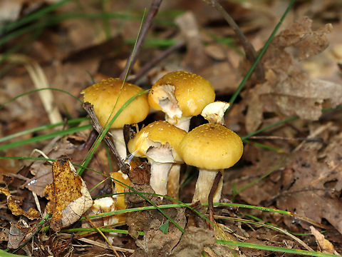 Honey Mushrooms - Armillaria mellea Habitat: Growing on the ground; deciduous forest
https://www.jungledragon.com/image/146531/honey_mushrooms_-_armillaria_mellea.html
https://www.jungledragon.com/image/146533/honey_mushrooms_-_armillaria_mellea.html
https://www.jungledragon.com/image/146532/honey_mushrooms_-_armillaria_mellea.html Armillaria mellea,Fall,Geotagged,Honey fungus,United States