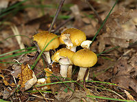 Honey Mushrooms - Armillaria mellea Habitat: Growing on the ground; deciduous forest<br />
https://www.jungledragon.com/image/146531/honey_mushrooms_-_armillaria_mellea.html<br />
https://www.jungledragon.com/image/146533/honey_mushrooms_-_armillaria_mellea.html<br />
https://www.jungledragon.com/image/146532/honey_mushrooms_-_armillaria_mellea.html Armillaria mellea,Fall,Geotagged,Honey fungus,United States