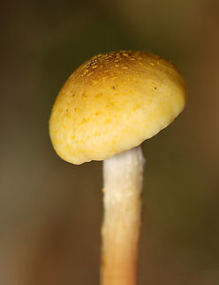 Honey Mushrooms - Armillaria mellea Habitat: Growing on the ground; deciduous forest
https://www.jungledragon.com/image/146531/honey_mushrooms_-_armillaria_mellea.html
https://www.jungledragon.com/image/146533/honey_mushrooms_-_armillaria_mellea.html
https://www.jungledragon.com/image/146532/honey_mushrooms_-_armillaria_mellea.html Armillaria mellea,Fall,Geotagged,Honey fungus,United States,armillaria,fungus,mushroom