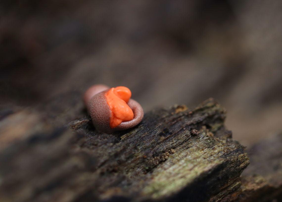 Wolf's Milk Slime Mold - Lycogala epidendrum Slime mold oozing slime.<br />
<br />
Habitat: Rotting wood; deciduous forest Fall,Geotagged,Lycogala,Lycogala epidendrum,United States,Wolf's milk,slime mold