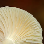 Snowy Waxcap - Cuphophyllus virgineus Habitat: These were growing in a fairy ring; deciduous forest<br />
<br />
Fairy rings are caused by fungus growing underground. The fungus sprouts mycelium (kind of like roots) in a circular shape. The circle starts small and gets larger with time. Eventually mushrooms will pop up out of the ground at the edge of the circle, creating the fairy ring.<br />
https://www.jungledragon.com/image/146540/snowy_waxcap_-_cuphophyllus_virgineus.html<br />
https://www.jungledragon.com/image/146542/snowy_waxcap_-_cuphophyllus_virgineus.html<br />
https://www.jungledragon.com/image/146541/snowy_waxcap_-_cuphophyllus_virgineus.html Cuphophyllus virgineus,Fall,Geotagged,Snowy Waxcap,United States