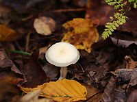 Snowy Waxcap - Cuphophyllus virgineus Habitat: These were growing in a fairy ring; deciduous forest<br />
<br />
Fairy rings are caused by fungus growing underground. The fungus sprouts mycelium (kind of like roots) in a circular shape. The circle starts small and gets larger with time.  Eventually mushrooms will pop up out of the ground at the edge of the circle, creating the fairy ring. <br />
https://www.jungledragon.com/image/146540/snowy_waxcap_-_cuphophyllus_virgineus.html<br />
https://www.jungledragon.com/image/146542/snowy_waxcap_-_cuphophyllus_virgineus.html<br />
https://www.jungledragon.com/image/146541/snowy_waxcap_-_cuphophyllus_virgineus.html Cuphophyllus,Cuphophyllus virgineus,Fall,Geotagged,Snowy Waxcap,United States,fungus,mushroom,waxcap