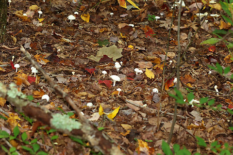 Snowy Waxcap - Cuphophyllus virgineus Habitat: These were growing in a fairy ring; deciduous forest

Fairy rings are caused by fungus growing underground. The fungus sprouts mycelium (kind of like roots) in a circular shape. The circle starts small and gets larger with time. Eventually mushrooms will pop up out of the ground at the edge of the circle, creating the fairy ring.
https://www.jungledragon.com/image/146540/snowy_waxcap_-_cuphophyllus_virgineus.html
https://www.jungledragon.com/image/146542/snowy_waxcap_-_cuphophyllus_virgineus.html
https://www.jungledragon.com/image/146541/snowy_waxcap_-_cuphophyllus_virgineus.html Cuphophyllus virgineus,Fall,Geotagged,Snowy Waxcap,United States