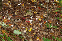 Snowy Waxcap - Cuphophyllus virgineus Habitat: These were growing in a fairy ring; deciduous forest<br />
<br />
Fairy rings are caused by fungus growing underground. The fungus sprouts mycelium (kind of like roots) in a circular shape. The circle starts small and gets larger with time. Eventually mushrooms will pop up out of the ground at the edge of the circle, creating the fairy ring.<br />
https://www.jungledragon.com/image/146540/snowy_waxcap_-_cuphophyllus_virgineus.html<br />
https://www.jungledragon.com/image/146542/snowy_waxcap_-_cuphophyllus_virgineus.html<br />
https://www.jungledragon.com/image/146541/snowy_waxcap_-_cuphophyllus_virgineus.html Cuphophyllus virgineus,Fall,Geotagged,Snowy Waxcap,United States