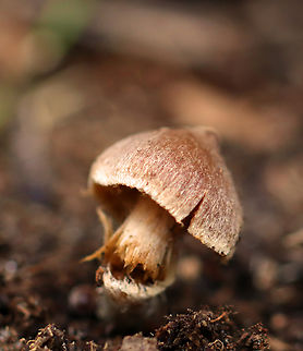 Mushroom - Cortinarius sp.? This mushroom was fibrillose and had a pointy cap. I have no idea on the ID.

Habitat: Growing on the ground in what looked like very rotten wood or duff; mixed forest Fall,Geotagged,United States,cortinarius,fungus,mushroom