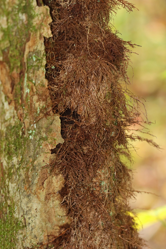 Poison Ivy - Toxicodendron radicans Poison ivy vines often grow on tree trunks and are covered with "hairs", which are actually aerial rootlets. It may look harmless, but it is not! Poison ivy vines can still give you the urushiol-induced rash, which can be quite painful.<br />
<br />
Some fun poison ivy sayings:<br />
"Raggy rope, don&rsquo;t be a dope!&rdquo;<br />
"Vines with hair, beware!"<br />
&ldquo;Leaves of Three, Leave Them Be&rdquo;<br />
&ldquo;Longer Middle Stem, Don't Touch Them&rdquo;<br />
&ldquo;Berries of white, best take flight&rdquo;<br />
"Hairy Vine, No Friend of Mine"<br />
<br />
Habitat: Growing on a hardwood tree at the edge of a meadow Fall,Geotagged,Poison ivy,Toxicodendron,Toxicodendron radicans,United States