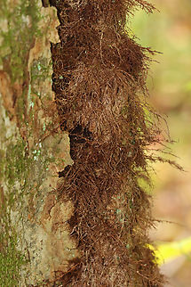 Poison Ivy - Toxicodendron radicans Poison ivy vines often grow on tree trunks and are covered with "hairs", which are actually aerial rootlets. It may look harmless, but it is not! Poison ivy vines can still give you the urushiol-induced rash, which can be quite painful.

Some fun poison ivy sayings:
"Raggy rope, don’t be a dope!”
"Vines with hair, beware!"
“Leaves of Three, Leave Them Be”
“Longer Middle Stem, Don't Touch Them”
“Berries of white, best take flight”
"Hairy Vine, No Friend of Mine"

Habitat: Growing on a hardwood tree at the edge of a meadow Fall,Geotagged,Poison ivy,Toxicodendron,Toxicodendron radicans,United States