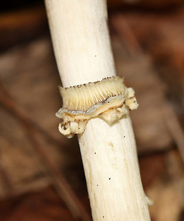 King Stropharia - Stropharia rugosoannulata Habitat: Mixed forest
https://www.jungledragon.com/image/146685/king_stropharia_-_stropharia_rugosoannulata.html
https://www.jungledragon.com/image/146686/king_stropharia_-_stropharia_rugosoannulata.html
https://www.jungledragon.com/image/146687/king_stropharia_-_stropharia_rugosoannulata.html
 Fall,Geotagged,King Stropharia,Stropharia rugosoannulata,United States