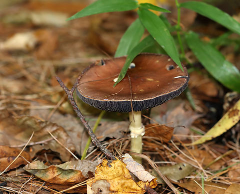 King Stropharia - Stropharia rugosoannulata Habitat: Mixed forest
https://www.jungledragon.com/image/146685/king_stropharia_-_stropharia_rugosoannulata.html
https://www.jungledragon.com/image/146686/king_stropharia_-_stropharia_rugosoannulata.html
https://www.jungledragon.com/image/146687/king_stropharia_-_stropharia_rugosoannulata.html
 Fall,Geotagged,King Stropharia,Stropharia rugosoannulata,United States,fungus,mushroom,stropharia