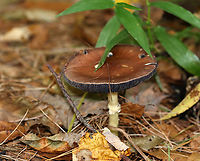 King Stropharia - Stropharia rugosoannulata Habitat: Mixed forest<br />
https://www.jungledragon.com/image/146685/king_stropharia_-_stropharia_rugosoannulata.html<br />
https://www.jungledragon.com/image/146686/king_stropharia_-_stropharia_rugosoannulata.html<br />
https://www.jungledragon.com/image/146687/king_stropharia_-_stropharia_rugosoannulata.html<br />
Fall,Geotagged,King Stropharia,Stropharia rugosoannulata,United States,fungus,mushroom,stropharia