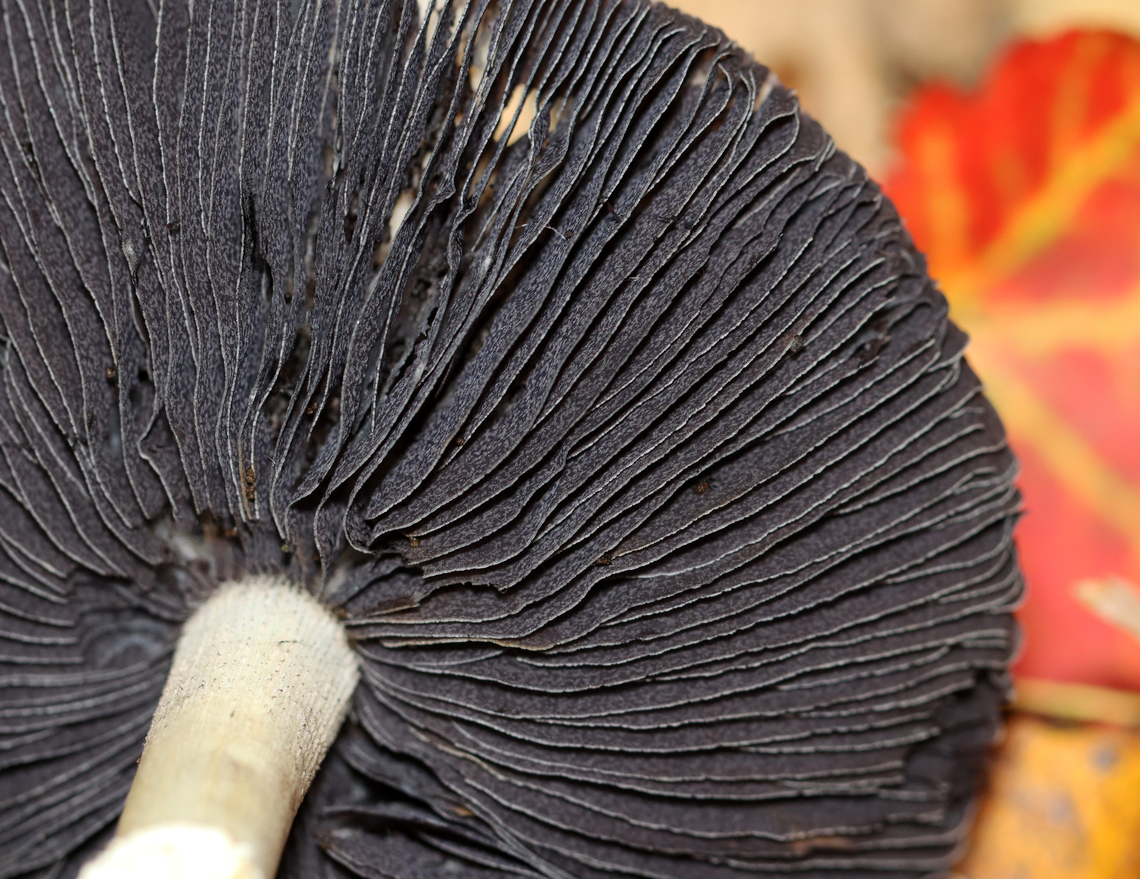 King Stropharia - Stropharia rugosoannulata Habitat: Mixed forest<br />
<figure class="photo"><a href="https://www.jungledragon.com/image/146685/king_stropharia_-_stropharia_rugosoannulata.html" title="King Stropharia - Stropharia rugosoannulata"><img src="https://s3.amazonaws.com/media.jungledragon.com/images/3232/146685_thumb.jpg?AWSAccessKeyId=05GMT0V3GWVNE7GGM1R2&Expires=1767225610&Signature=Lcis6yCQ3d1MZrBuuy4EDE4dKz8%3D" width="128" height="152" alt="King Stropharia - Stropharia rugosoannulata Habitat: Mixed forest<br />
https://www.jungledragon.com/image/146685/king_stropharia_-_stropharia_rugosoannulata.html<br />
https://www.jungledragon.com/image/146686/king_stropharia_-_stropharia_rugosoannulata.html<br />
https://www.jungledragon.com/image/146687/king_stropharia_-_stropharia_rugosoannulata.html<br />
 Fall,Geotagged,King Stropharia,Stropharia rugosoannulata,United States" /></a></figure><br />
<figure class="photo"><a href="https://www.jungledragon.com/image/146686/king_stropharia_-_stropharia_rugosoannulata.html" title="King Stropharia - Stropharia rugosoannulata"><img src="https://s3.amazonaws.com/media.jungledragon.com/images/3232/146686_thumb.jpg?AWSAccessKeyId=05GMT0V3GWVNE7GGM1R2&Expires=1767225610&Signature=4XWNL3vyFPy716xowEOw9g8DJLs%3D" width="200" height="162" alt="King Stropharia - Stropharia rugosoannulata Habitat: Mixed forest<br />
https://www.jungledragon.com/image/146685/king_stropharia_-_stropharia_rugosoannulata.html<br />
https://www.jungledragon.com/image/146686/king_stropharia_-_stropharia_rugosoannulata.html<br />
https://www.jungledragon.com/image/146687/king_stropharia_-_stropharia_rugosoannulata.html<br />
 Fall,Geotagged,King Stropharia,Stropharia rugosoannulata,United States,fungus,mushroom,stropharia" /></a></figure><br />
<figure class="photo"><a href="https://www.jungledragon.com/image/146687/king_stropharia_-_stropharia_rugosoannulata.html" title="King Stropharia - Stropharia rugosoannulata"><img src="https://s3.amazonaws.com/media.jungledragon.com/images/3232/146687_thumb.jpg?AWSAccessKeyId=05GMT0V3GWVNE7GGM1R2&Expires=1767225610&Signature=yJYB%2FDvpsDmDfbtI%2F6kB56HSzAI%3D" width="200" height="156" alt="King Stropharia - Stropharia rugosoannulata Habitat: Mixed forest<br />
https://www.jungledragon.com/image/146685/king_stropharia_-_stropharia_rugosoannulata.html<br />
https://www.jungledragon.com/image/146686/king_stropharia_-_stropharia_rugosoannulata.html<br />
https://www.jungledragon.com/image/146687/king_stropharia_-_stropharia_rugosoannulata.html<br />
 Fall,Geotagged,King Stropharia,Stropharia rugosoannulata,United States" /></a></figure><br />
 Fall,Geotagged,King Stropharia,Stropharia rugosoannulata,United States