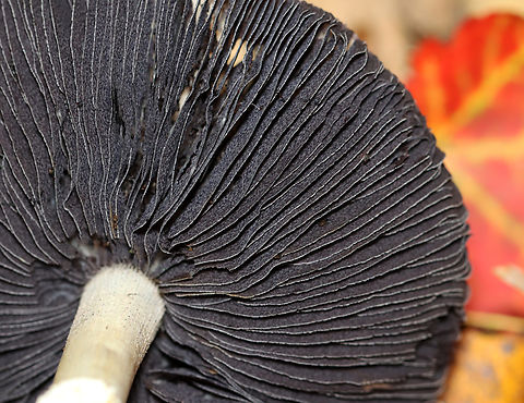 King Stropharia - Stropharia rugosoannulata Habitat: Mixed forest
https://www.jungledragon.com/image/146685/king_stropharia_-_stropharia_rugosoannulata.html
https://www.jungledragon.com/image/146686/king_stropharia_-_stropharia_rugosoannulata.html
https://www.jungledragon.com/image/146687/king_stropharia_-_stropharia_rugosoannulata.html
 Fall,Geotagged,King Stropharia,Stropharia rugosoannulata,United States