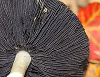 King Stropharia - Stropharia rugosoannulata Habitat: Mixed forest<br />
https://www.jungledragon.com/image/146685/king_stropharia_-_stropharia_rugosoannulata.html<br />
https://www.jungledragon.com/image/146686/king_stropharia_-_stropharia_rugosoannulata.html<br />
https://www.jungledragon.com/image/146687/king_stropharia_-_stropharia_rugosoannulata.html<br />
Fall,Geotagged,King Stropharia,Stropharia rugosoannulata,United States