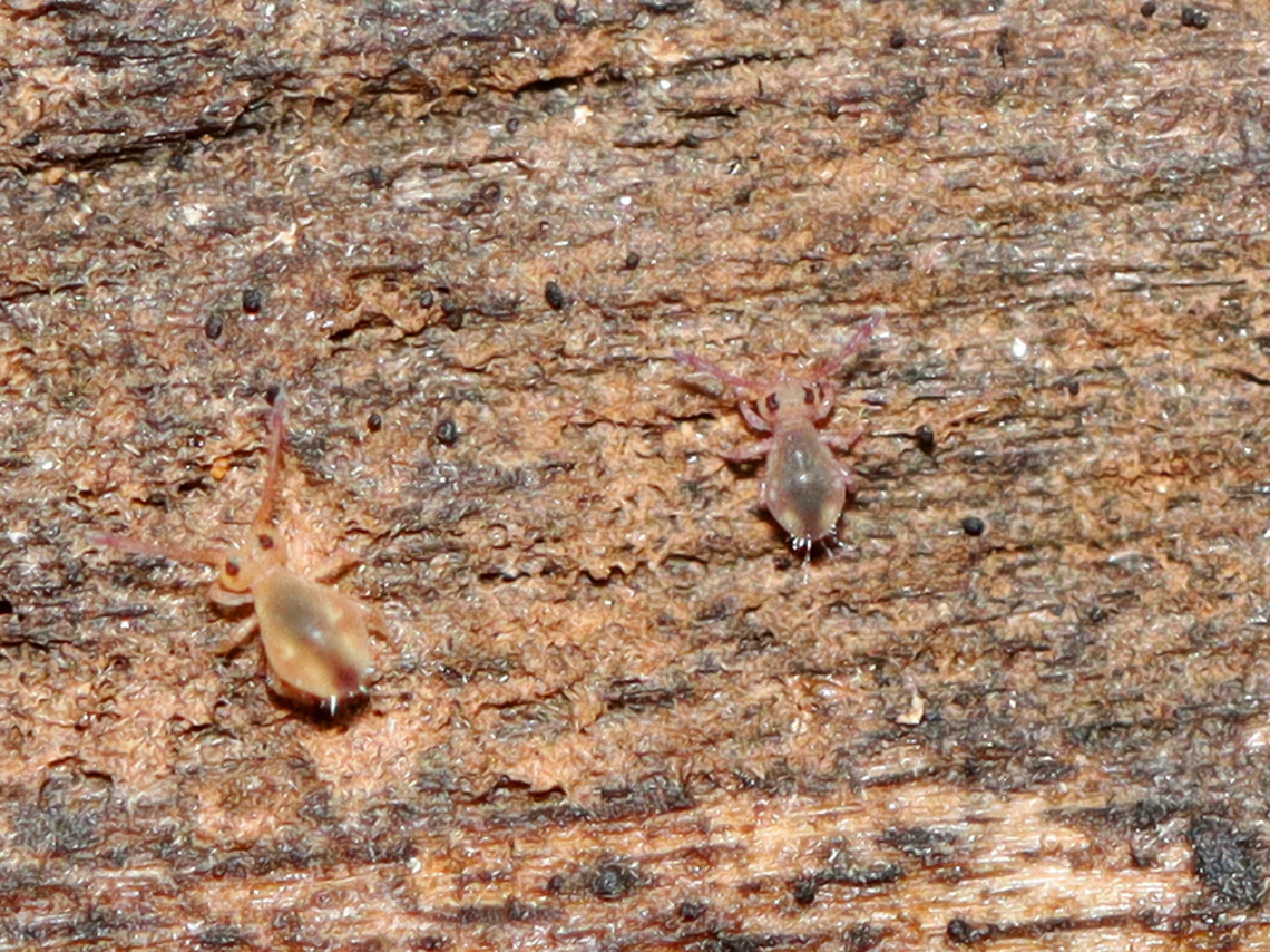 Springtails - Order Symphypleona Habitat: Found on rotting wood; mixed forest Collembola,Fall,Geotagged,Springtails,Symphypleona,United States