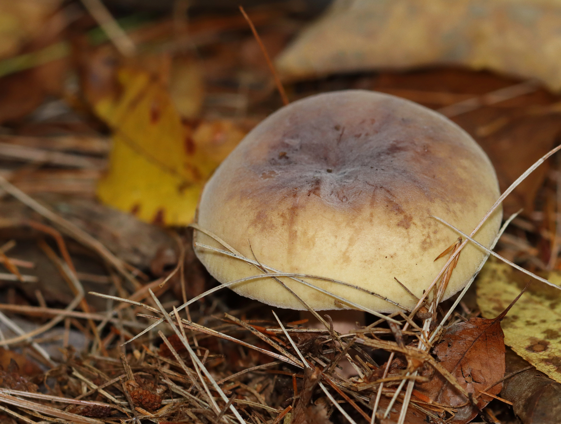 Russula sp.? Habitat: Growing on the ground; mixed forest<br />
<figure class="photo"><a href="https://www.jungledragon.com/image/146690/russula_sp.html" title="Russula sp.?"><img src="https://s3.amazonaws.com/media.jungledragon.com/images/3232/146690_thumb.jpg?AWSAccessKeyId=05GMT0V3GWVNE7GGM1R2&Expires=1765411210&Signature=Ah%2FkBgl0P8mxsyJzUOoVta8Y8M4%3D" width="126" height="152" alt="Russula sp.? Habitat: Growing on the ground; mixed forest<br />
https://www.jungledragon.com/image/146690/russula_sp.html<br />
https://www.jungledragon.com/image/146692/russula_sp.html<br />
https://www.jungledragon.com/image/146691/russula_sp.html Fall,Geotagged,United States" /></a></figure><br />
<figure class="photo"><a href="https://www.jungledragon.com/image/146692/russula_sp.html" title="Russula sp.?"><img src="https://s3.amazonaws.com/media.jungledragon.com/images/3232/146692_thumb.jpg?AWSAccessKeyId=05GMT0V3GWVNE7GGM1R2&Expires=1765411210&Signature=Tfb5E6EIoAnooK3DmW0QrwDnpsQ%3D" width="200" height="142" alt="Russula sp.? Habitat: Growing on the ground; mixed forest<br />
https://www.jungledragon.com/image/146690/russula_sp.html<br />
https://www.jungledragon.com/image/146692/russula_sp.html<br />
https://www.jungledragon.com/image/146691/russula_sp.html Fall,Geotagged,United States" /></a></figure><br />
<figure class="photo"><a href="https://www.jungledragon.com/image/146691/russula_sp.html" title="Russula sp.?"><img src="https://s3.amazonaws.com/media.jungledragon.com/images/3232/146691_thumb.jpg?AWSAccessKeyId=05GMT0V3GWVNE7GGM1R2&Expires=1765411210&Signature=IqCo27rlYRhrxsOGrHnyTdWH1uE%3D" width="200" height="152" alt="Russula sp.? Habitat: Growing on the ground; mixed forest<br />
https://www.jungledragon.com/image/146690/russula_sp.html<br />
https://www.jungledragon.com/image/146692/russula_sp.html<br />
https://www.jungledragon.com/image/146691/russula_sp.html Fall,Geotagged,United States,fungus,mushroom,russula" /></a></figure> Fall,Geotagged,United States,fungus,mushroom,russula