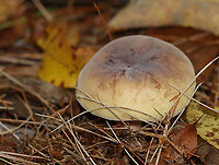 Russula sp.? Habitat: Growing on the ground; mixed forest<br />
https://www.jungledragon.com/image/146690/russula_sp.html<br />
https://www.jungledragon.com/image/146692/russula_sp.html<br />
https://www.jungledragon.com/image/146691/russula_sp.html Fall,Geotagged,United States,fungus,mushroom,russula