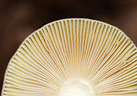 Russula sp.? Habitat: Growing on the ground; mixed forest<br />
https://www.jungledragon.com/image/146690/russula_sp.html<br />
https://www.jungledragon.com/image/146692/russula_sp.html<br />
https://www.jungledragon.com/image/146691/russula_sp.html Fall,Geotagged,United States