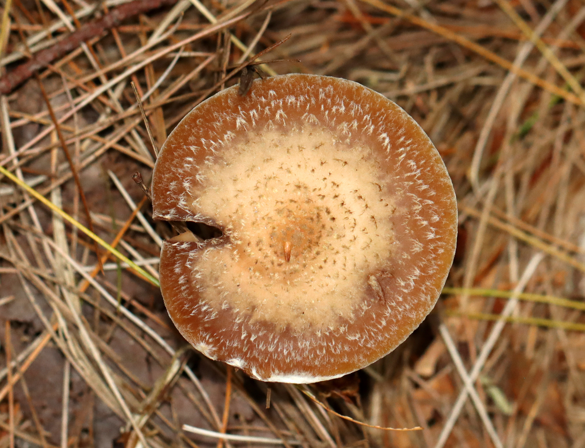 Bulbous Honey Fungus - Armillaria gallica Habitat: Growing on the ground under pine; mixed forest<br />
<figure class="photo"><a href="https://www.jungledragon.com/image/146693/bulbous_honey_fungus_-_armillaria_gallica.html" title="Bulbous Honey Fungus - Armillaria gallica"><img src="https://s3.amazonaws.com/media.jungledragon.com/images/3232/146693_thumb.jpg?AWSAccessKeyId=05GMT0V3GWVNE7GGM1R2&Expires=1759968010&Signature=2VZ%2Fw5KKsybsgpeq%2FGxa6pe7Gy8%3D" width="200" height="154" alt="Bulbous Honey Fungus - Armillaria gallica Habitat: Growing on the ground under pine; mixed forest<br />
https://www.jungledragon.com/image/146693/bulbous_honey_fungus_-_armillaria_gallica.html<br />
https://www.jungledragon.com/image/146695/bulbous_honey_fungus_-_armillaria_gallica.html<br />
https://www.jungledragon.com/image/146694/bulbous_honey_fungus_-_armillaria_gallica.html Armillaria gallica,Bulbous Honey Fungus,Fall,Geotagged,United States,armillaria,fungus,mushroom" /></a></figure><br />
<figure class="photo"><a href="https://www.jungledragon.com/image/146695/bulbous_honey_fungus_-_armillaria_gallica.html" title="Bulbous Honey Fungus - Armillaria gallica"><img src="https://s3.amazonaws.com/media.jungledragon.com/images/3232/146695_thumb.jpg?AWSAccessKeyId=05GMT0V3GWVNE7GGM1R2&Expires=1759968010&Signature=LaXxiBdHY%2BM1eo4oYXqnI%2FPpFY8%3D" width="106" height="152" alt="Bulbous Honey Fungus - Armillaria gallica Habitat: Growing on the ground under pine; mixed forest<br />
https://www.jungledragon.com/image/146693/bulbous_honey_fungus_-_armillaria_gallica.html<br />
https://www.jungledragon.com/image/146695/bulbous_honey_fungus_-_armillaria_gallica.html<br />
https://www.jungledragon.com/image/146694/bulbous_honey_fungus_-_armillaria_gallica.html Armillaria gallica,Bulbous Honey Fungus,Fall,Geotagged,United States" /></a></figure><br />
<figure class="photo"><a href="https://www.jungledragon.com/image/146694/bulbous_honey_fungus_-_armillaria_gallica.html" title="Bulbous Honey Fungus - Armillaria gallica"><img src="https://s3.amazonaws.com/media.jungledragon.com/images/3232/146694_thumb.jpg?AWSAccessKeyId=05GMT0V3GWVNE7GGM1R2&Expires=1759968010&Signature=fmzbKaOv1kEfeuxHS5ZdMmBkkNQ%3D" width="200" height="142" alt="Bulbous Honey Fungus - Armillaria gallica Habitat: Growing on the ground under pine; mixed forest<br />
https://www.jungledragon.com/image/146693/bulbous_honey_fungus_-_armillaria_gallica.html<br />
https://www.jungledragon.com/image/146695/bulbous_honey_fungus_-_armillaria_gallica.html<br />
https://www.jungledragon.com/image/146694/bulbous_honey_fungus_-_armillaria_gallica.html Armillaria gallica,Bulbous Honey Fungus,Fall,Geotagged,United States" /></a></figure> Armillaria gallica,Bulbous Honey Fungus,Fall,Geotagged,United States,armillaria,fungus,mushroom