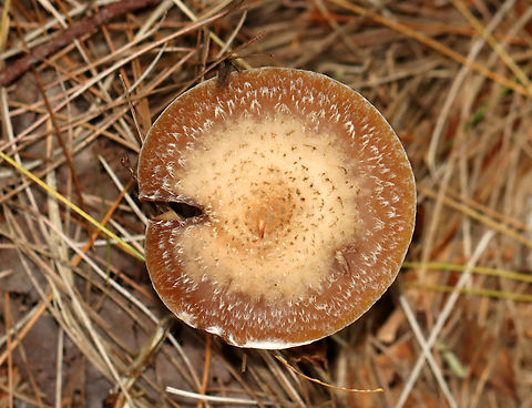 Bulbous Honey Fungus - Armillaria gallica Habitat: Growing on the ground under pine; mixed forest
https://www.jungledragon.com/image/146693/bulbous_honey_fungus_-_armillaria_gallica.html
https://www.jungledragon.com/image/146695/bulbous_honey_fungus_-_armillaria_gallica.html
https://www.jungledragon.com/image/146694/bulbous_honey_fungus_-_armillaria_gallica.html Armillaria gallica,Bulbous Honey Fungus,Fall,Geotagged,United States,armillaria,fungus,mushroom